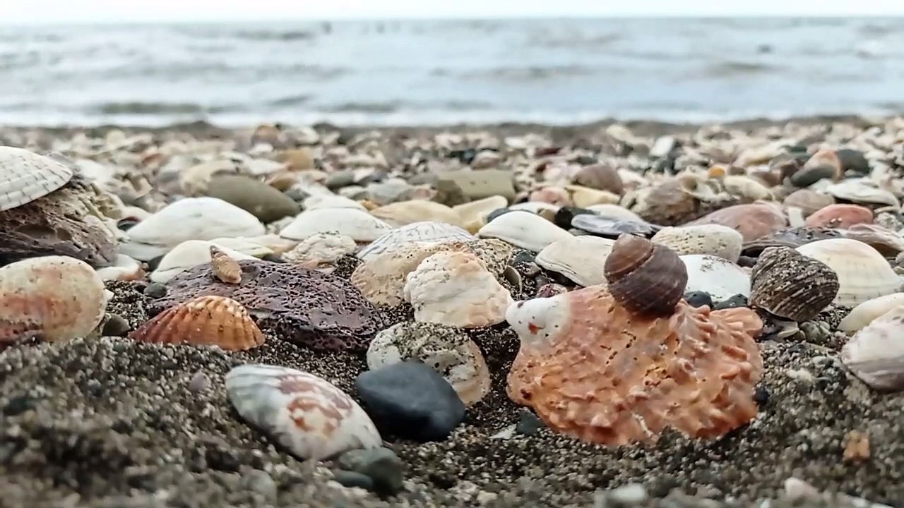 Philippines seashell