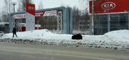 Un ours percuté par un bus en pourchassant un homme