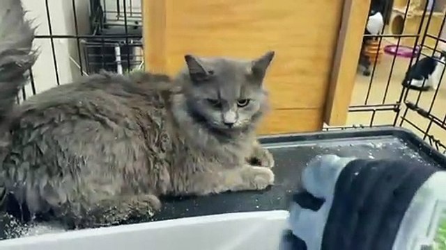 Transformation d'un chat errant