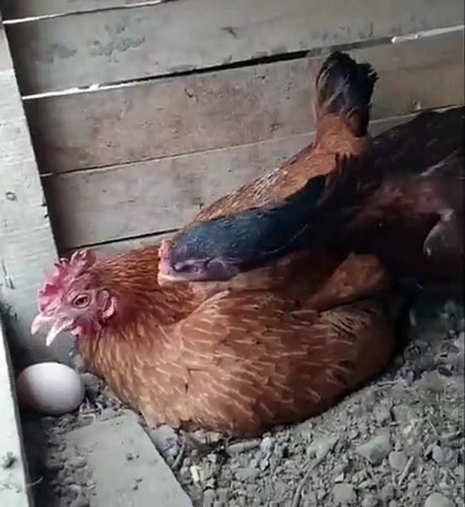 Une mauvaise poule se fait passer un savon