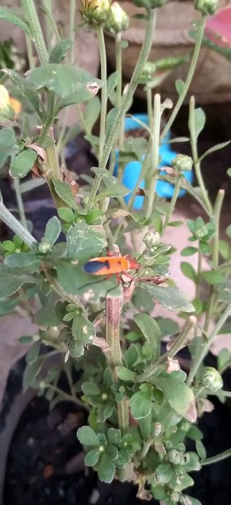 bug's little life