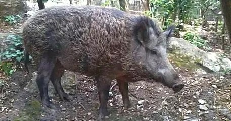 Drôme : la laie Nonotte et son frère, épargnés de l'euthanasie par la justice, vont pouvoir couler des jours paisibles