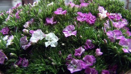 Cebinde getirdiği tohumla üretime başladı... Şimdi ise taleplere yetişemiyor