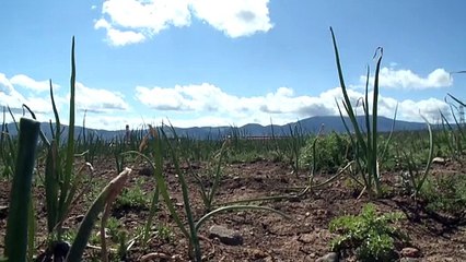 Αναμένουν τα χρήματα από τον ΟΠΕΚΕΠΕ