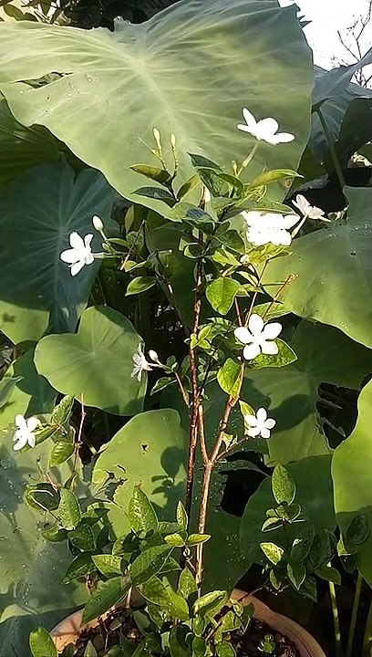 nature is full of life.