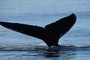 Northumberland humpback whale