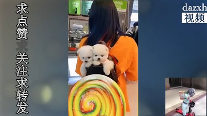 Cute teacup dog poodle