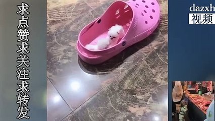 Cute teacup dog Hiromi