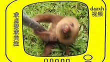Cute sloth