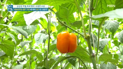 암수 구별법? 당도의 척도? 소문 무성한 파프리카 볼기의 진실!