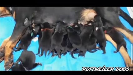 my babies rottweiler