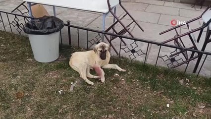 Vicdansız sürücü köpeğe çarpıp kaçtı.. Yaralı köpek saatlerce yarım bekledi