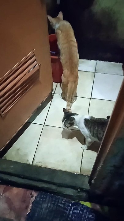 the cat drinking water