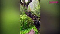Muhteşem Kosta Rika ormanlarındaki sakinleştirici kuş sesleri