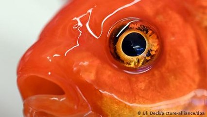 Wie sehen Fische im Wasser?