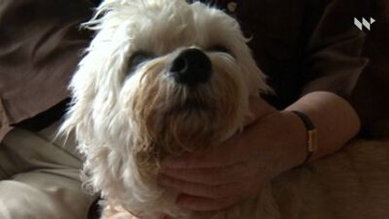 Comment protéger vos animaux de compagnie lors d'une catastrophe