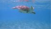 Nine leatherback turtles, an endangered species, have been born in Ecuador