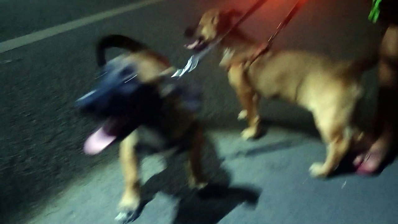 Meet dogs in BBQ area