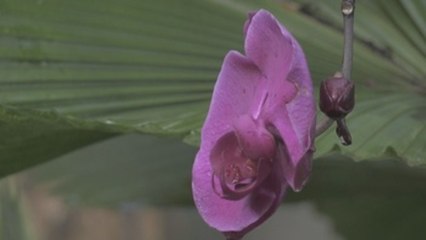 Orquídeas en flor: la primavera estalla en el Jardín Botánico Fairchild