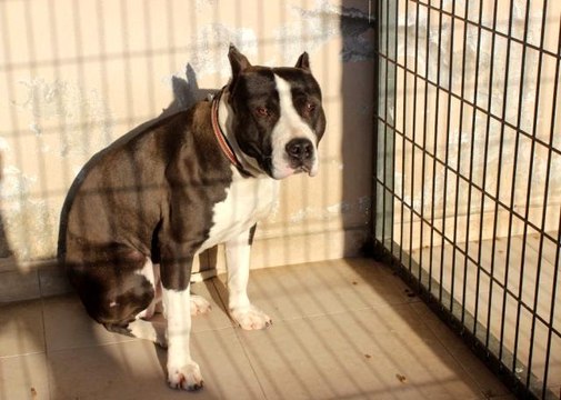 Son dakika haberi! Manisa'da pitbull dehşeti: 2 polis yaralandı