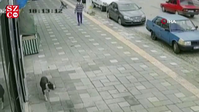 Manisa’da pitbull dehşeti: 2 polis yaralandı