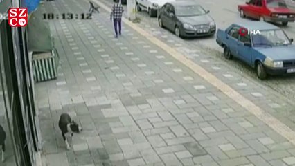 Manisa’da pitbull dehşeti: 2 polis yaralandı