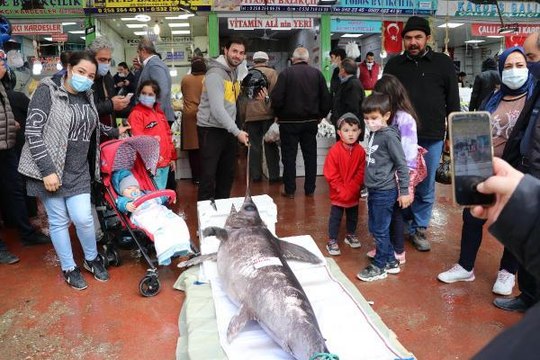 Denizli'de 2,5 metrelik kılıç balığı ilgi çekti