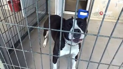 Manisa’da pitbull dehşeti: 2 polis yaralandı