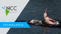 Hidroeléctricas en el río Madeira, ponen en peligro de extinción al delfín rosa
