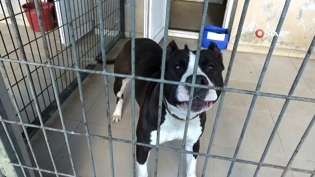 Manisa’da pitbull dehşeti: 2 polis yaralandı