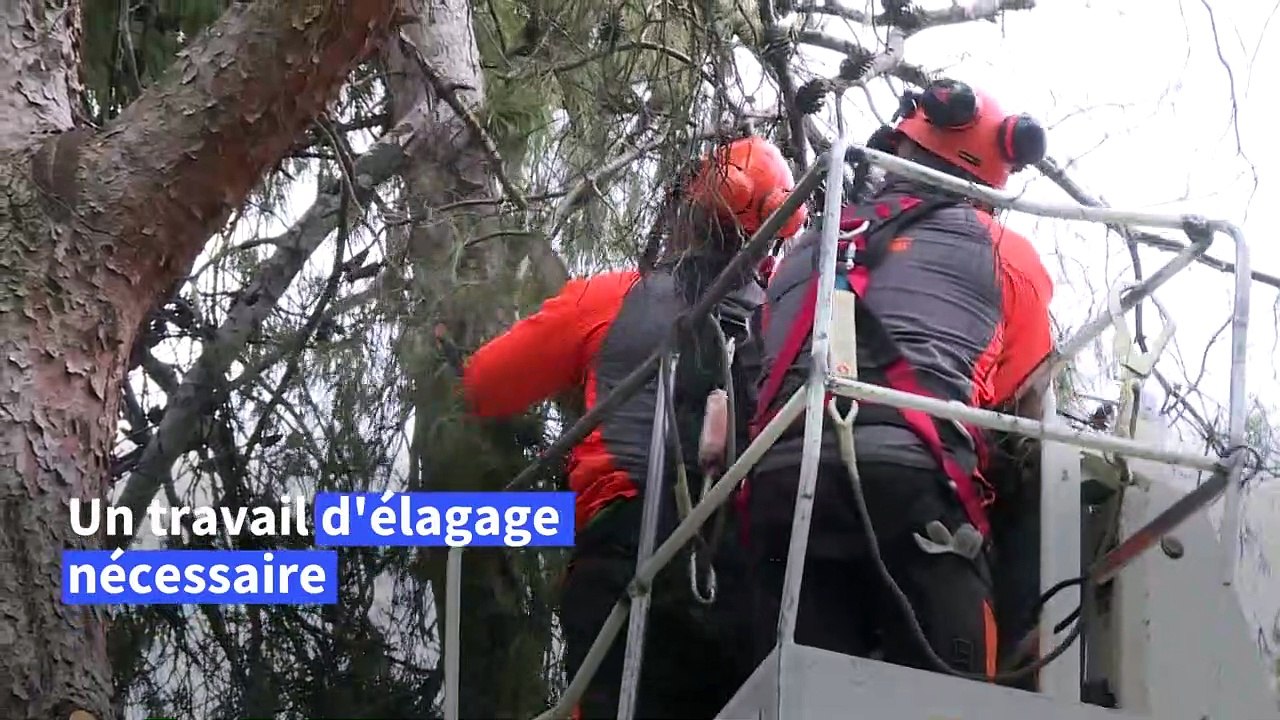 Après la tempête de neige de janvier, Madrid soigne ses arbres