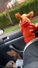 Ne laissez plus jamais votre chien à la fenêtre de la voiture !