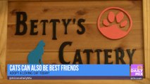 Betty’s Cattery at the Yavapai Humane Society