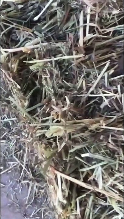 Ce fermier fait une belle découverte sous ce ballot de paille... ça grouille