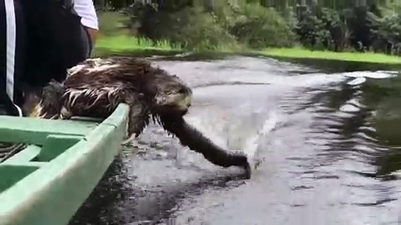 Ce paresseux sur un bateau joue avec l'eau dune rivière ! Adorable...