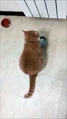 Quand ce chat a faim il le fait savoir
