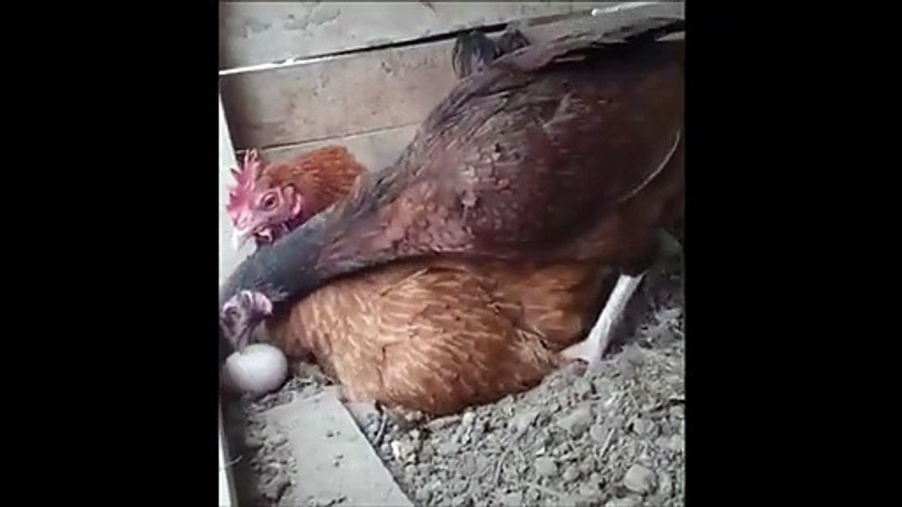 Cette poule qui couve mal son oeuf se fait gronder par une autre poule