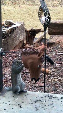 Short Squirrel Goes to its Tippy Toes