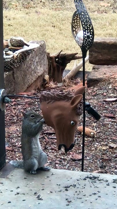 Short Squirrel Goes to its Tippy Toes