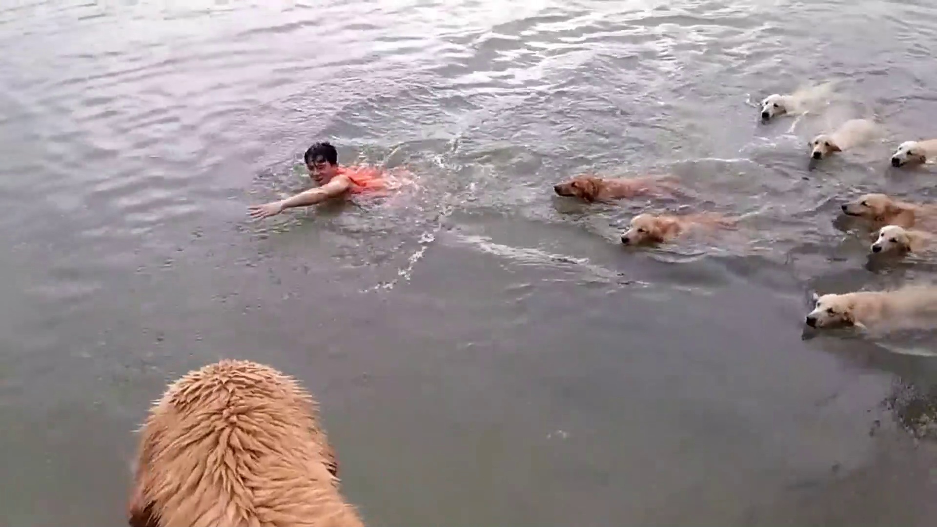 Swimming With Golden Retrievers