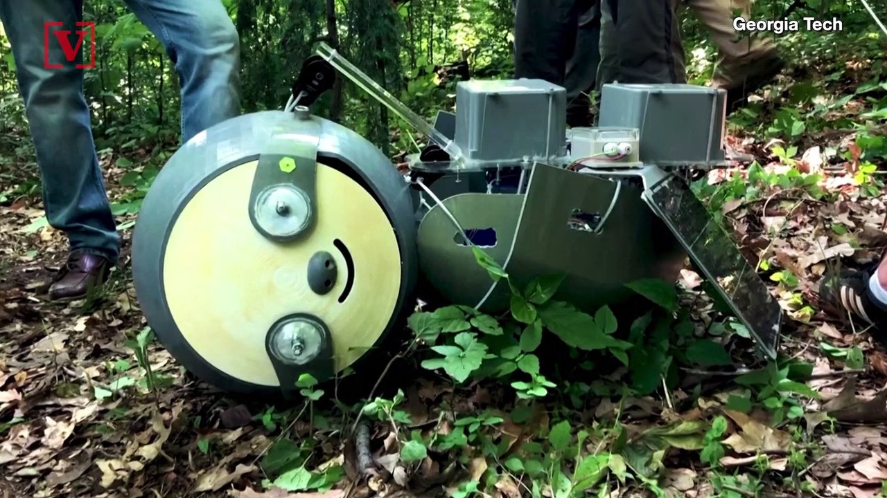 These Sloth-Looking Robots Can Collect Environmental Data