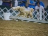 14-Year-Old Poodle Named Louie Is the Oldest Dog Competing in the 2021 AKC National Agility Championship