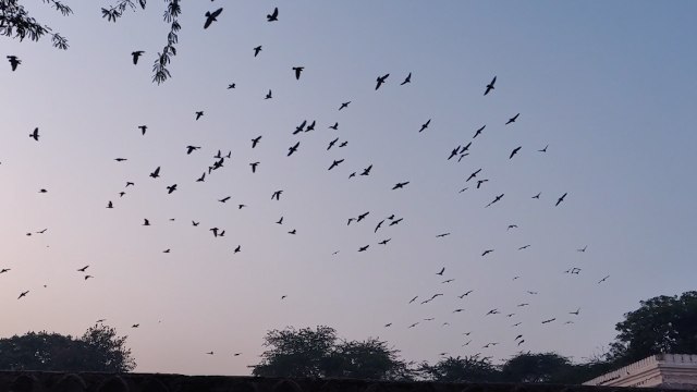 Cities Are Dimming Their Lights For Migratory Birds
