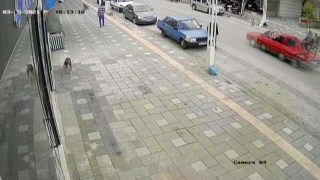 MANİSA - Pitbull cinsi köpeğin saldırısına uğrayan 2 polis yaralandı