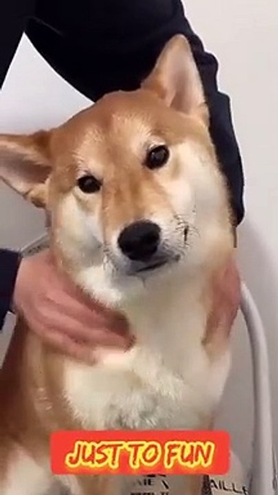 Funny dogs . Windows off