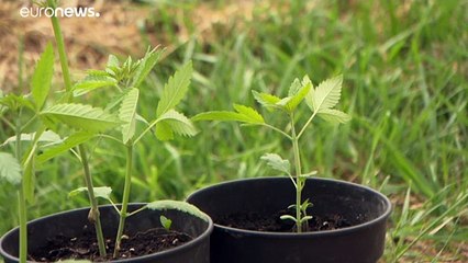 Producen vino de Burdeos aromatizado con cannabis