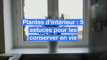 Plantes d'intérieur : 5 astuces pour les conserver en vie