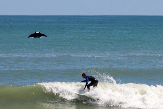 Florida Photographer Unknowingly Captures Incredible Giant Manta Ray Photobomb
