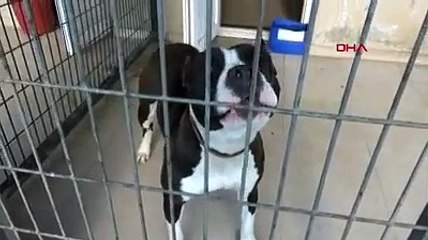 Pitbull cinsi köpeğini polislere saldırttı: 2 polis yaralı