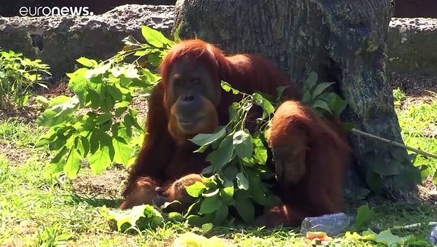 فيديو: حديقة ريو دي جانيرو للحيوانات تعيد فتح أبوابها بعد إغلاق دام 17 شهراً